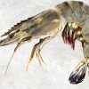Frozen Raw Hoso Black Tiger Shrimp Premium Display from Vietnam