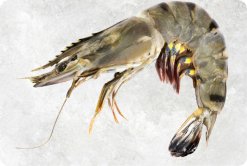 Frozen Raw Hoso Black Tiger Shrimp Premium Display from Vietnam