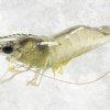 Frozen Raw HoSo Vannamei Shrimp Display for Export – Close-Up View Of Fresh Shrimp From Vietnam