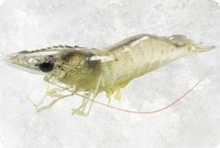 Frozen Raw HoSo Vannamei Shrimp Display for Export – Close-Up View Of Fresh Shrimp From Vietnam