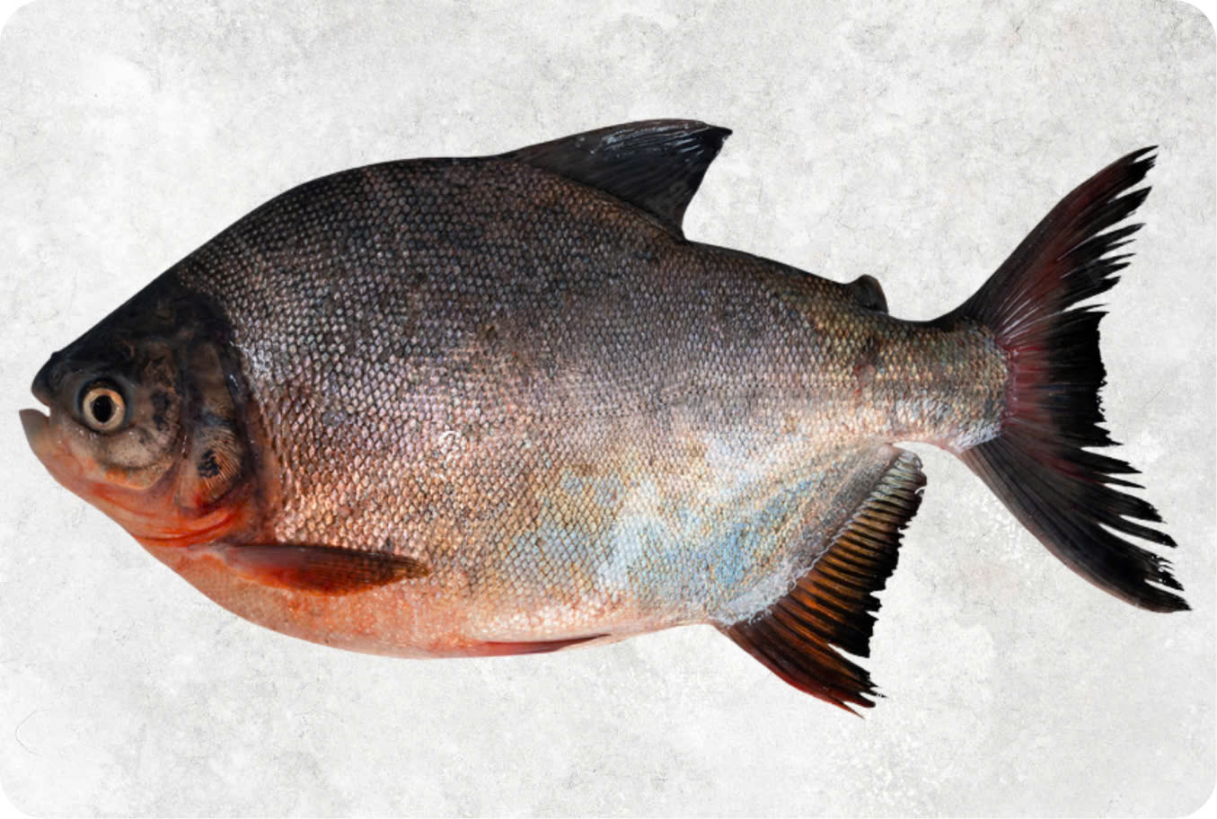 Frozen whole red pacu fish ready for export from Vietnam seafood industry