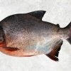 Vietnam Frozen Red Pacu Whole Round (Red Pomfret) premium display for buyers