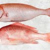 Vietnam Frozen Red Snapper Whole Clean on display for customers