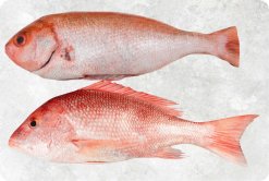 Vietnam Frozen Red Snapper Whole Clean on display for customers