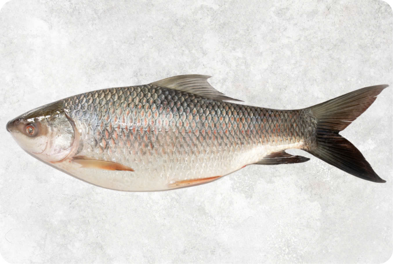 Frozen rohu fish whole round exported from Vietnam for South Asian markets