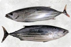 Vietnam Frozen Skipjack Tuna premium display for buyers