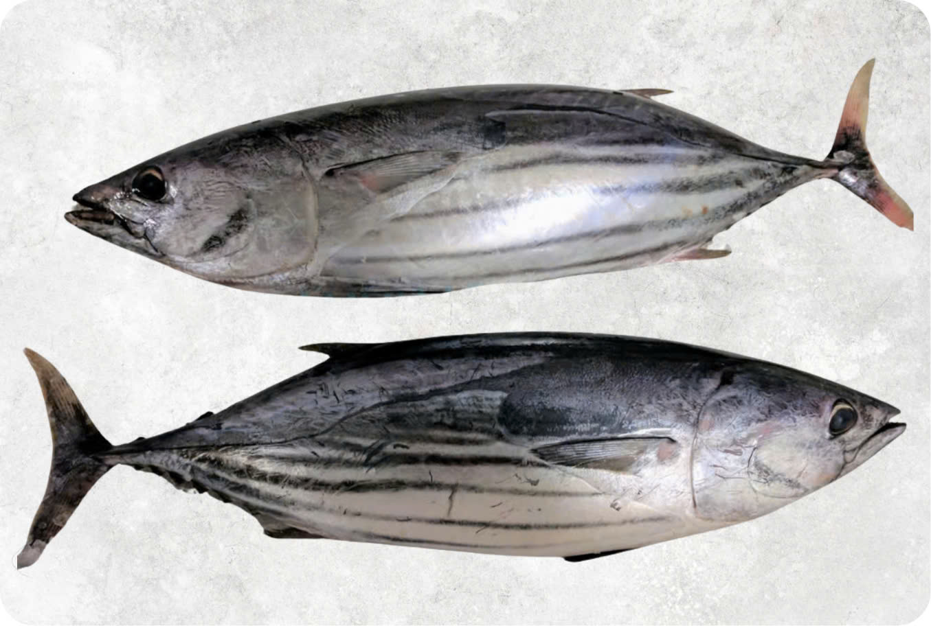 Frozen skipjack tuna inspected in Vietnam for export quality verification