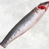 Vietnam Frozen Snakehead Fish Whole Clean on display for quality presentation