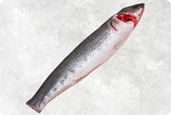 Vietnam Frozen Snakehead Fish Whole Clean on display for quality presentation