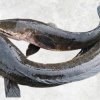 Vietnam Frozen Snakehead Fish Whole Round on display for quality presentation