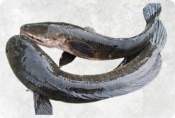 Vietnam Frozen Snakehead Fish Whole Round on display for quality presentation