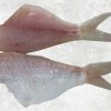 Vietnam Frozen Threadfin Bream Fillet Display for B2B Buyers