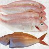 Vietnam Frozen Threadfin Bream Whole Clean on display for buyers