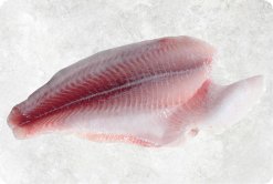 Frozen Pangasius Fillet Un Trimmed (Swai Fish) from Vietnam – Display for Export Market