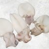 Vietnam Frozen Whole Clean Baby Cuttlefish Product Display