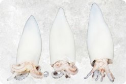 Vietnam Frozen Whole Clean Loligo Squid Tube and Tentacles Display