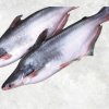 Frozen Whole Round Pangasius (Swai Fish) Display for Buyers from Vietnam
