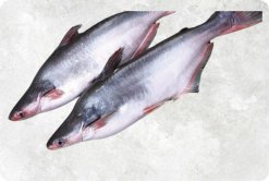 Frozen Whole Round Pangasius (Swai Fish) Display for Buyers from Vietnam