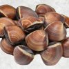 Frozen Cooked Whole Shell Brown Clam produced in Vietnam