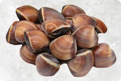 Frozen Cooked Whole Shell Brown Clam produced in Vietnam