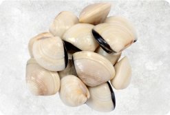 Frozen Cooked Whole Shell White Clam displayed for export, produced in Vietnam
