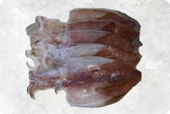 Half dried Loligo Squid displayed for sale produced in Vietnam