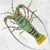 Vietnam Frozen Spiny Lobster Display for Export