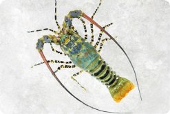 Vietnam Frozen Spiny Lobster Display for Export