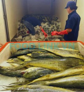 Receiving marine fish raw materials for quality inspection in Vietnam
