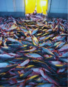 Raw pangasius prepared for processing in Vietnam QC service