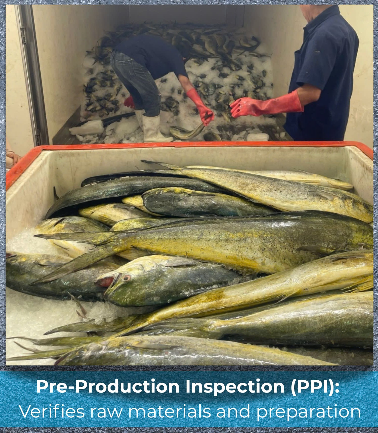 Pre-Production Inspection service for Vietnam seafood quality control