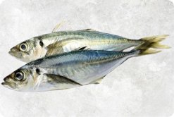 Vietnam Frozen Round And Yellow Tail And Layang Scad Whole Round beautifully displayed for buyers