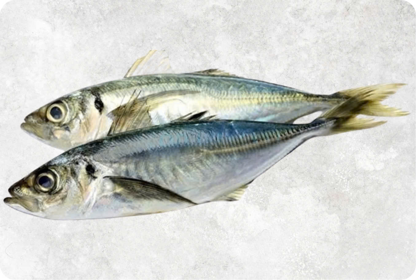 Frozen yellowtail scad from Vietnam with shiny skin and firm texture