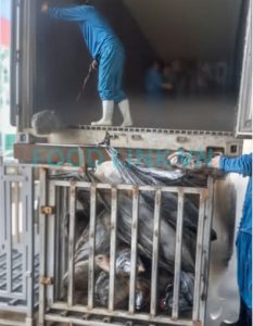 Preparing yellowfin tuna raw materials for processing in Vietnam