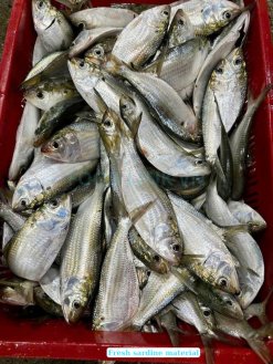 Fresh sardine and mackerel for canning with tomato sauce in Vietnam