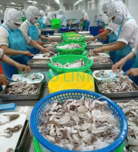 Workers processing cephalopods under QC monitoring in Vietnam