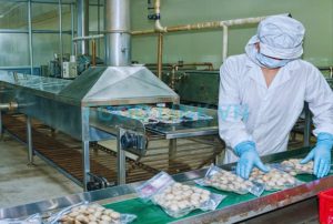 Cooked bivalves ready for quality inspection in Vietnam