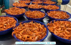 Cooked Stage of Frozen Cooked HOSO Vannamei Shrimp in Vietnam Facility