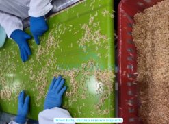 Dried Baby Shrimp production process in Vietnam factory