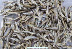 Dried Gray Anchovy after drying process in Vietnam