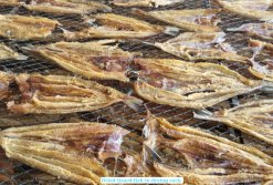 Dried Lizard Fish drying process in Vietnam