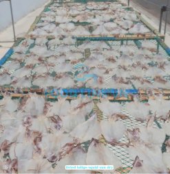 Dried Loligo Squid sun drying process in Vietnam