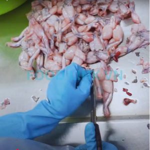 Workers shaping frog legs before freezing for quality inspection