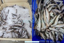 Frozen Alaska Pollock raw material produced in Vietnam