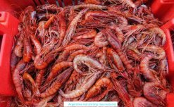 Vietnam Frozen Argentina Red Shrimp Raw Material Before Processing
