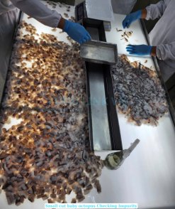 Vietnam Workers Processing Frozen Small Cut Baby Octopus