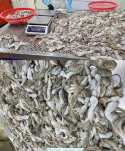Raw Frozen Whole Cleaned Baby Octopus from Vietnam Before Processing