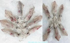 Vietnam Frozen Whole Clean Baby Loligo Squid Before IQF Freezing