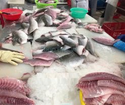 Vietnam Frozen Barramundi Fillet (Sea Bass) processing by skilled workers