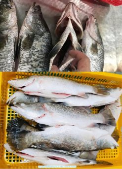 Vietnam Frozen Barramundi Whole Clean (Sea Bass) after gut removal process